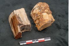 Foto (Seitenansicht) von Betula prisca (NHMW-GEO-2024-0188-11580)